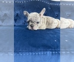 Small Photo #43 French Bulldog Puppy For Sale in FORT LAUDERDALE, FL, USA