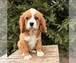 Small #4 Cavalier King Charles Spaniel-Miniature Bernedoodle Mix