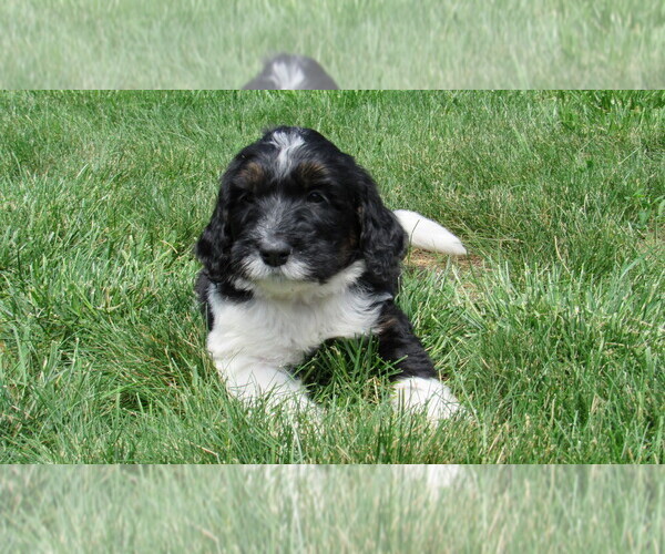 Medium Photo #3 Bernedoodle Puppy For Sale in BIG ROCK, IL, USA