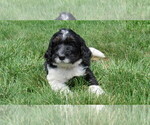 Small #2 Bernedoodle