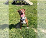 Small #2 American Staffordshire Terrier
