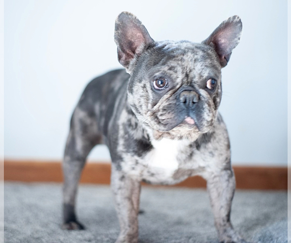 Medium Photo #1 French Bulldog Puppy For Sale in MIDDLEBURY, IN, USA