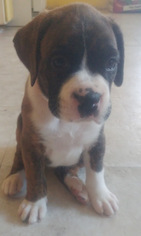 Boxer Puppy for sale in YAKIMA, WA, USA