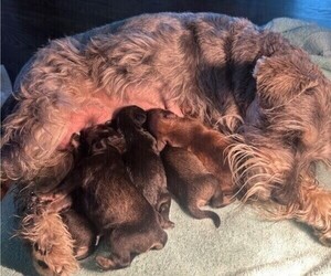 Mother of the Schnauzer (Miniature) puppies born on 04/30/2025