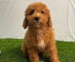 Small #1 Goldendoodle (Miniature)