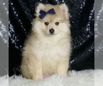 Puppy Waylon AKC Pomeranian