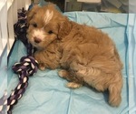 Small #4 Cavapoo-West Highland White Terrier Mix