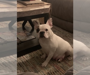 Mother of the French Bulldog puppies born on 04/14/2020