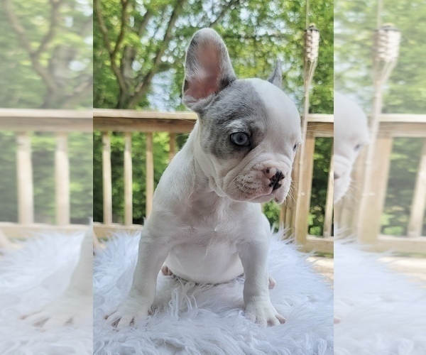 Medium Photo #4 French Bulldog Puppy For Sale in DANBURY, CT, USA