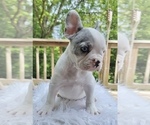 Small Photo #4 French Bulldog Puppy For Sale in DANBURY, CT, USA