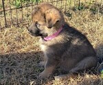 Puppy Willow Alaskan Shepherd