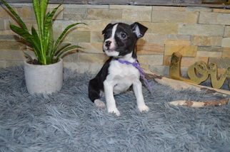 Boston Terrier-Jack Russell Terrier Mix Puppy for sale in BATH, PA, USA
