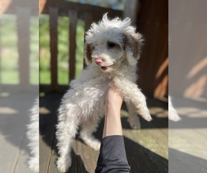 Poodle (Toy) Puppy for sale in ROMULUS, MI, USA