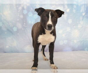 Mutt Dogs for adoption in Oroville, CA, USA