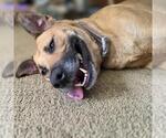 Small #5 German Shepherd Dog