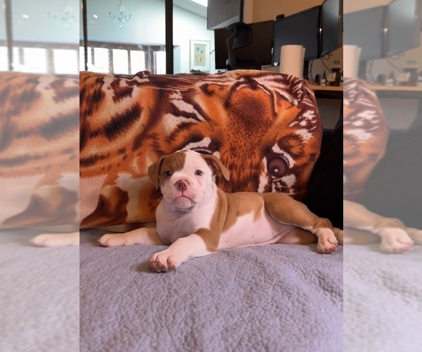 Medium Photo #7 Olde English Bulldogge Puppy For Sale in FORT WORTH, TX, USA