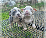Small American Bully