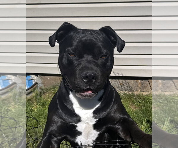 Medium Photo #4 Mutt Puppy For Sale in Matawan, NJ, USA