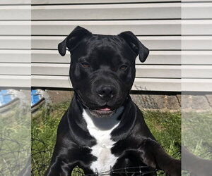 Gofi - Male Mutt Dog for Adoption - Photo #4