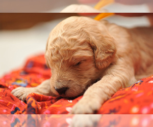 Goldendoodle Dog for Adoption in DES PLAINES, Illinois USA