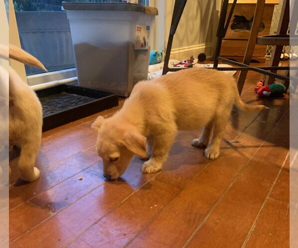 Medium Photo #3 Labrador Retriever-Unknown Mix Puppy For Sale in Wheaton, IL, USA