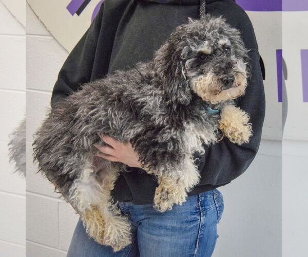 Medium Photo #2 Poodle (Standard)-Unknown Mix Puppy For Sale in Huntley, IL, USA