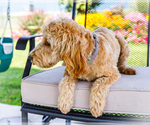 Small #9 Goldendoodle-Poodle (Miniature) Mix