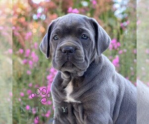 Cane Corso Puppy for sale in EAST EARL, PA, USA