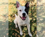 OREO - Male Mutt Dog for Adoption - Small photo