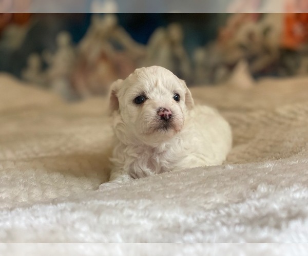 Medium Photo #2 Zuchon Puppy For Sale in GALENA, NV, USA