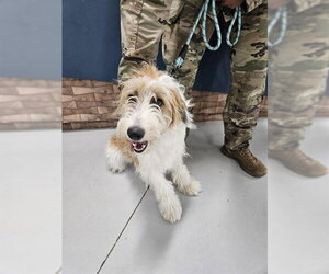 Border Collie-Old English Sheepdog Mix Dogs for adoption in Temple, TX, USA