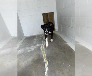 Staffordshire Bull Terrier-Unknown Mix Dogs for adoption in Rosenberg, TX, USA