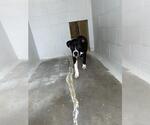 Small Staffordshire Bull Terrier Mix