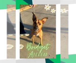 German Shepherd Dog-Unknown Mix Dogs for adoption in Pasadena, TX, USA