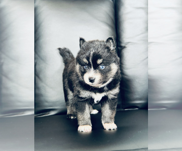 Medium Photo #1 Pomsky Puppy For Sale in RESEDA, CA, USA