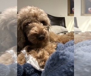 Father of the Goldendoodle (Miniature) puppies born on 01/12/2025