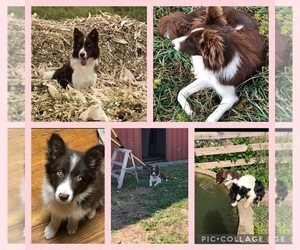 Mother of the Border Collie puppies born on 05/23/2023