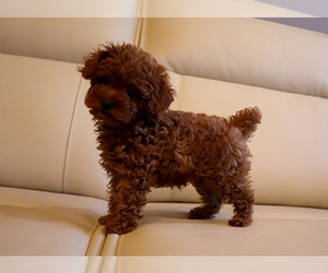 Poodle (Toy) Puppy for sale in LOS ANGELES, CA, USA