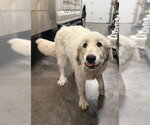 Small Great Pyrenees