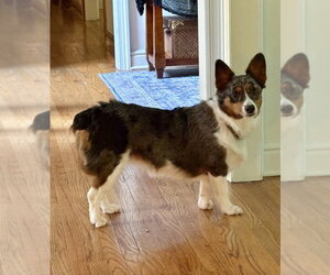 Bella - Female Unknown-Welsh Corgi Mix Dog for Adoption - Photo #2