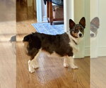 Small Photo #2 Unknown-Welsh Corgi Mix Puppy For Sale in Springdale, PA, USA