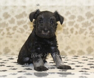 Schnauzer (Miniature) Puppy for sale in DENVER, PA, USA