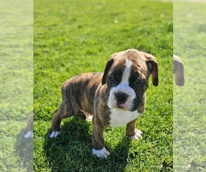 Boxer Puppy for Sale in BRIGHTON, Colorado USA