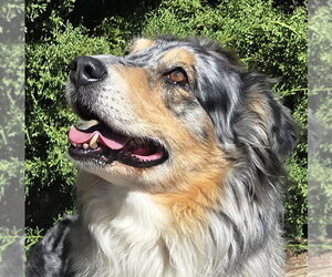 Australian Shepherd Dogs for adoption in Albuquerque, NM, USA