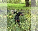 Small Photo #11 Doberman Pinscher Puppy For Sale in Buffalo, MN, USA