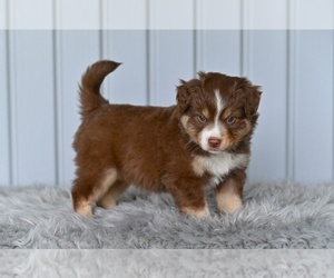Miniature Australian Shepherd Puppy for sale in MILLERSBURG, OH, USA