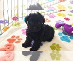 Small #6 Yorkipoo