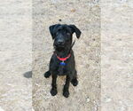 Small #23 GIANT SCHNAUZER -German Shorthaired Pointer Mix