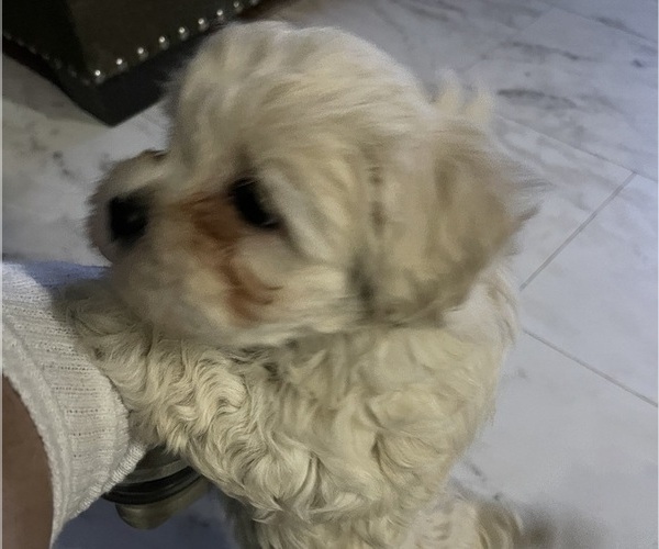 Medium Photo #11 Maltipoo Puppy For Sale in PALMDALE, CA, USA
