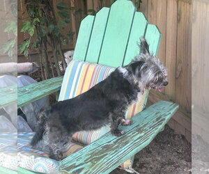 Mutt Dogs for adoption in Middlesex, NC, USA